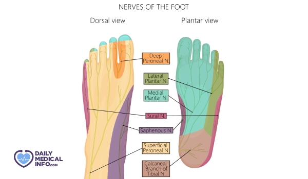 An illustration of the nerves of the foot