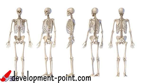 How many bones in the human body?
