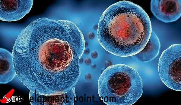 Stem Cells
