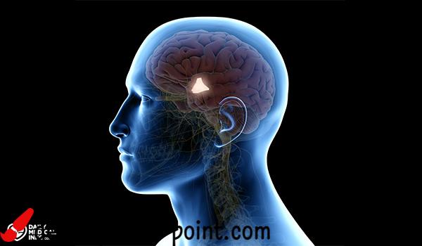 hypothalamus