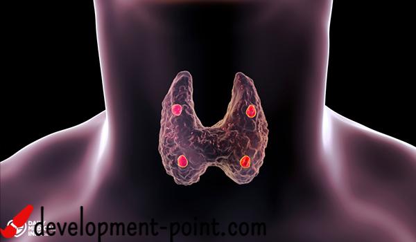 The parathyroid gland