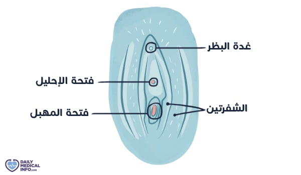 vulva