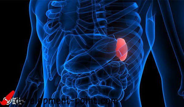 spleen