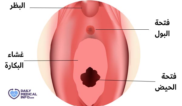 Where is the menstrual hole located?