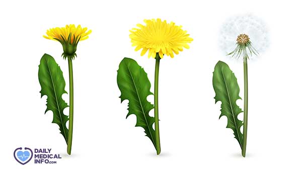 Dandelion shape