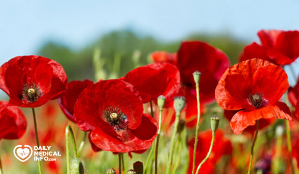 poppy flower