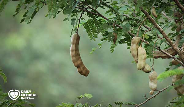Tamarind tree