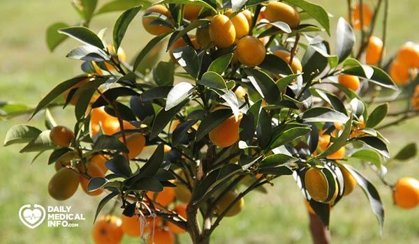 Royal kumquat tree
