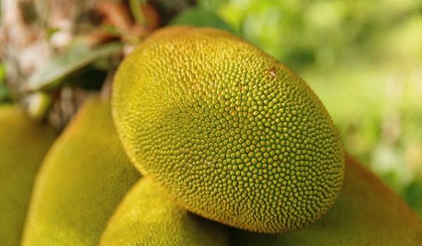 Jackfruit