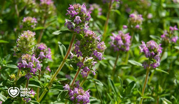 Wild thyme form