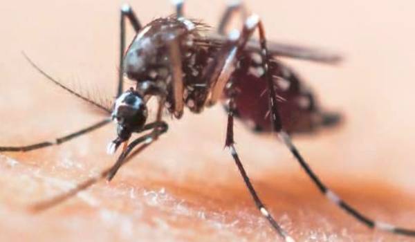A mosquito transmits the filariasis parasite that causes elephantiasis from person to person.