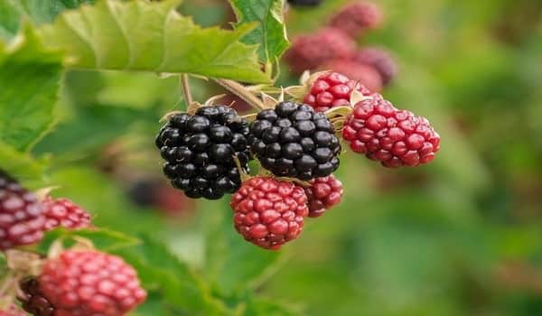 The benefits of raspberries and its leaf for women, especially pregnant leaves of raspberry and black berry - every day medical information 