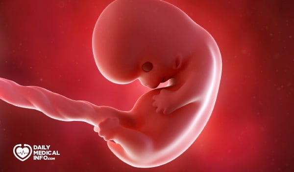 fetus in the second month