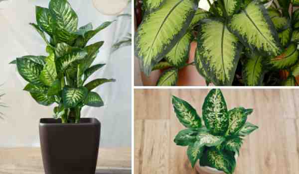 Dieffenbachia