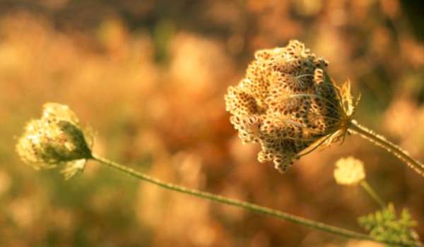 The seed of the beetle