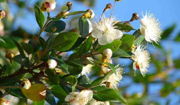 myrtle