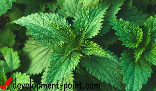 Nettle herb