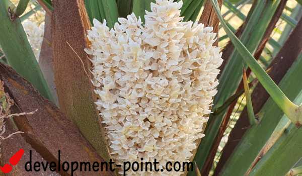 Palm pollen