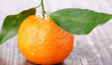 Benefits of Yusuf Effendi for pregnant women 