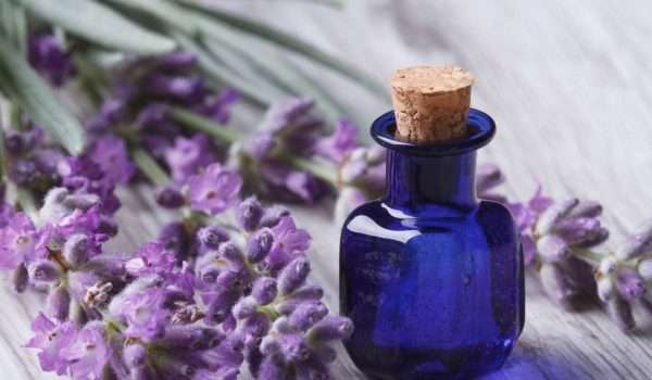 Harmful effects of drinking lavender for pregnant women