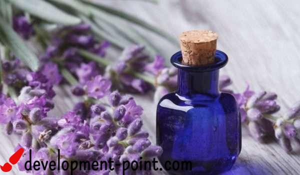 Harmful effects of drinking lavender for pregnant women – development-point.com
