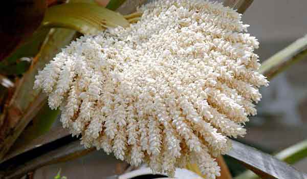 Benefits of pollen water for pregnant women