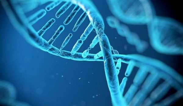 Genetic traits of the fetus