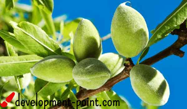 What are the benefits of green almonds for pregnant women?