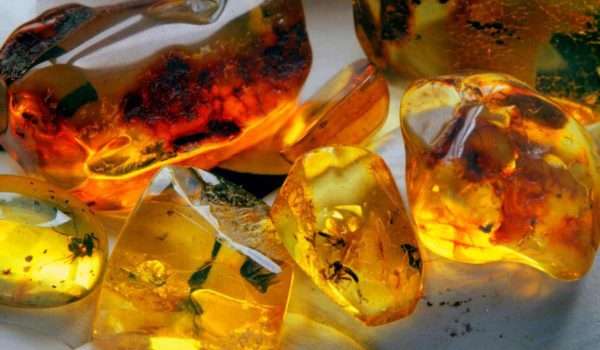 Amber damage to fattening