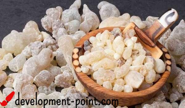 Benefits of bitter gum for slimming – development-point.com