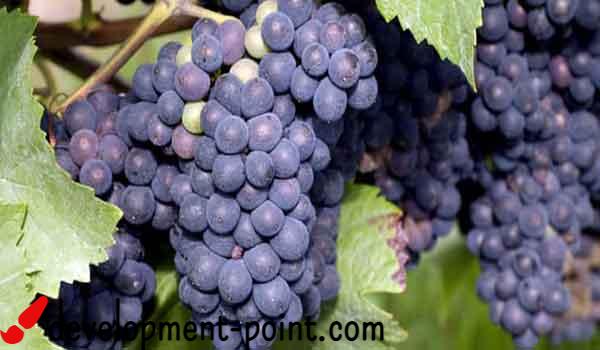 Benefits of grape seeds for weight loss – development-point.com