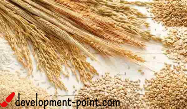 Diet benefits of whole wheat – development-point.com