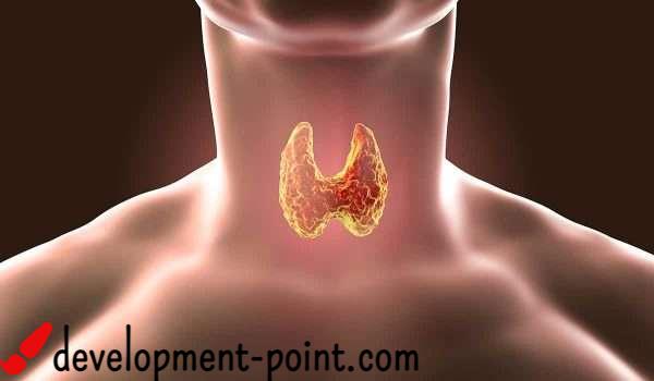 Symptoms of the thyroid gland in men and treatment of its malfunction