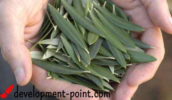 What are the benefits of olive leaf for slimming